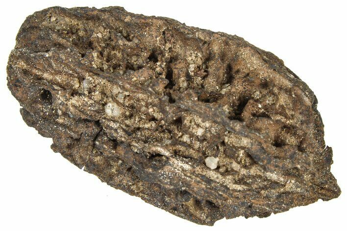 Pliocene Fossil Butternut Tree (Juglans) Nut - France #365383